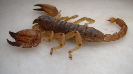 scorpion isolated.
scorpion on white background.
close up yellow scorpion.
closeup scorpion .
insects, insect, bugs, bug, animals, animal, wildlife, wild nature, forest, woods, garden, park