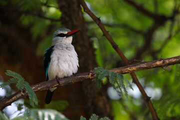 Woodland Kingfisher Ruffling Feathers In Tree (Halcyon senegalensis), Pretoria, South Africa