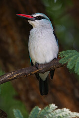 Woodland Kingfisher Perched On Tree Branch (Halcyon senegalensis), Pretoria, South Africa