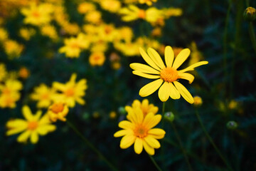 Fototapeta premium yellow flowers in the garden