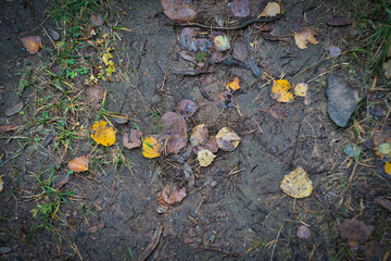 autumn leaves on the ground