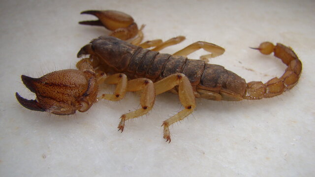 scorpion isolated.
scorpion on white background.
close up yellow scorpion.
closeup scorpion .
insects, insect, bugs, bug, animals, animal, wildlife, wild nature, forest, woods, garden, park