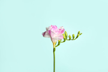 Beautiful blooming pink freesia on light blue background