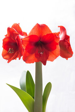 2 Best アマリリス Images Stock Photos Vectors Adobe Stock