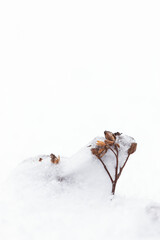 withered plant showing after thaw