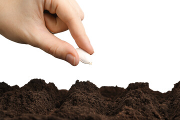 Woman putting pumpkin seed into fertile soil against white background, closeup. Vegetable planting