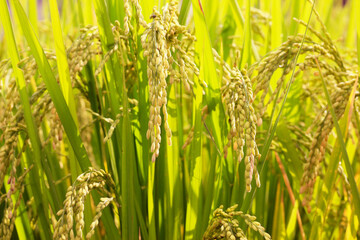 稲穂