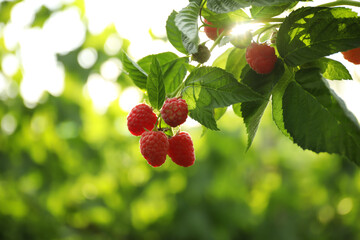 Raspberry bush with tasty ripe berries in garden, closeup
