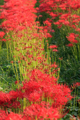 彼岸花