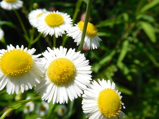  White daisies close-up on a blurred background of a flower meadow in summer - Bellis perennis © annet