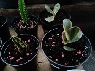 succulent plants suitable for planting in the yard