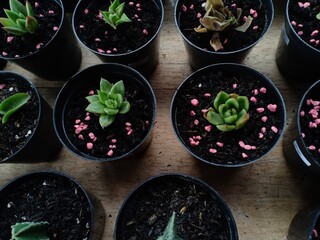succulent plants suitable for planting in the yard