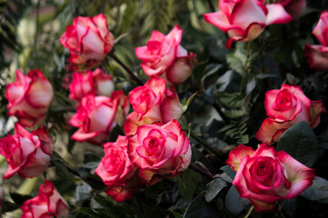 Close-up of some roses to celebrate or commemorate something