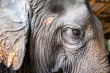 A beautiful close up portrait of an white elephant's eye and face  in Pattaya,Thailand,ASIA.