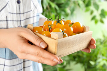 Woman holding wooden crate of yellow tomatoes on blurred background, closeup