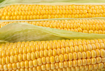 Ripe raw corn cobs as background, closeup