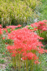 彼岸花と稲穂