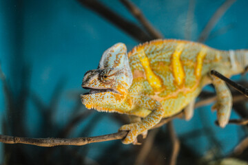 Camaleón verde sonriendo sobre una rama en el zoológico.