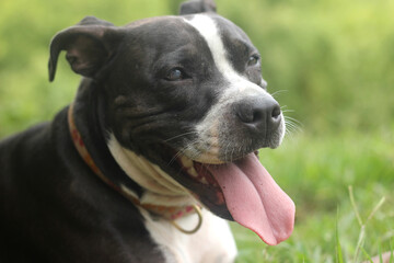 Perro pitbull con la lengua afuera.