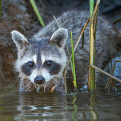 Wet Racoon on Potomac River Bank