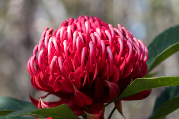 New South Wales Waratah plant in flower