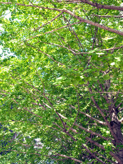 オフィス街の緑化