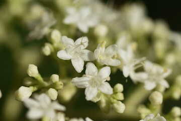 Patrinia villosa (White patrinia) flowers / Valerianaceae perennial plant
