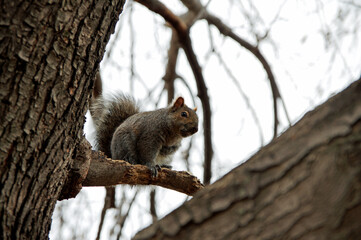 squirrel on tree