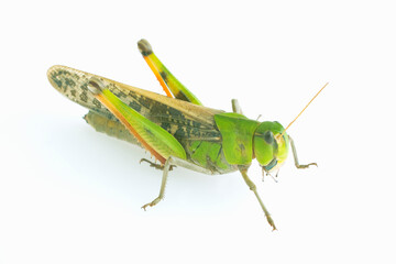 トノサマバッタ