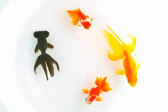 17 Best 頂天眼 Images Stock Photos Vectors Adobe Stock 17 Best 頂天眼 Images Stock Photos Vectors Adobe Stock