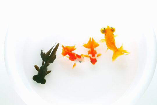 頂天眼 Images Browse 17 Stock Photos Vectors And Video Adobe Stock