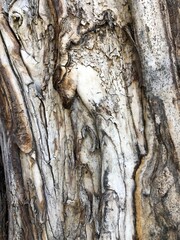 macro of bark on forest trees 