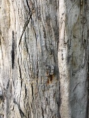 Obraz premium macro of bark on forest trees 