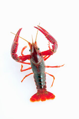 アメリカザリガニ