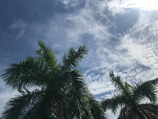 Fototapeta na wymiar Palm Trees in the sky