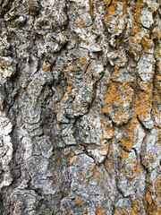 macro of bark on forest trees 