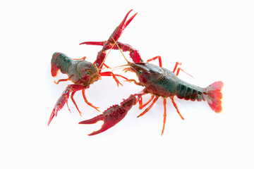 アメリカザリガニ
