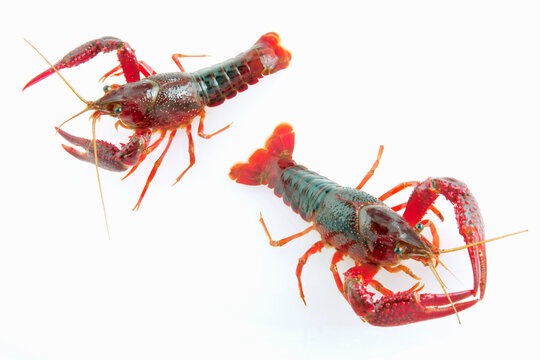 アメリカザリガニ