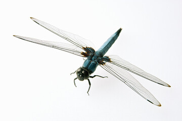 シオカラトンボ