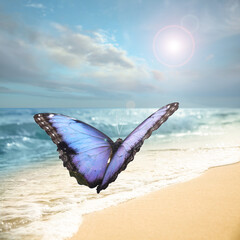 Beautiful butterfly flying over sandy beach near sea