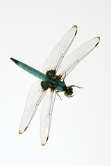 シオカラトンボ