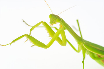 カマキリ