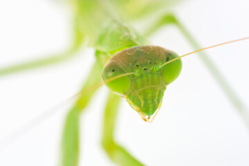 カマキリ