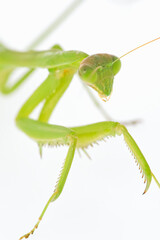 カマキリ