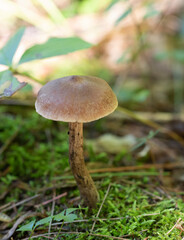 cortinarius sp. mushroom isolated 