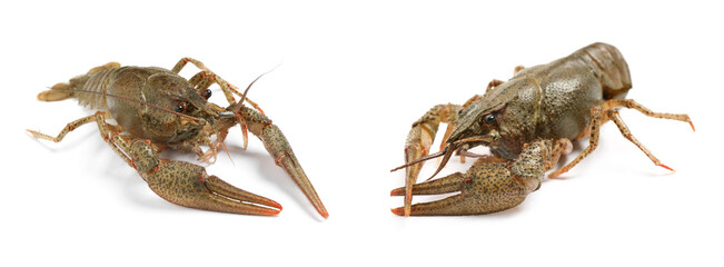 Two fresh crayfishes on white background. Seafood