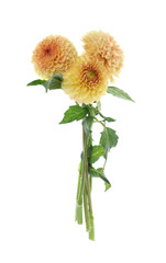 Beautiful yellow dahlia flowers on white background