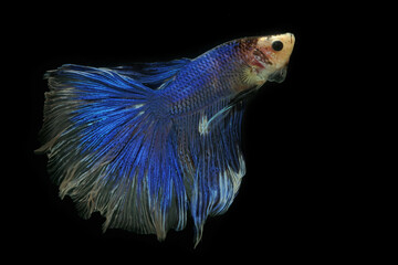 A halfmoon type of betta fish is expanding its tail fin.