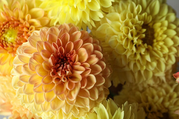 Beautiful yellow dahlia flowers as background, closeup