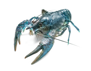 Blue crayfish isolated on white. Freshwater crustacean